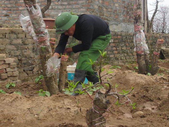 Anh Nguyễn Hồng Sơn đang tiến hành ghép mắt.