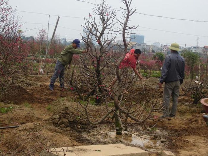 Người dân đào xới, chuẩn bị đất để trồng đào.