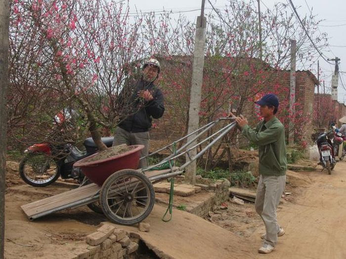  Nhiều gốc đào được chuyển đến tận vườn để “hồi sinh”