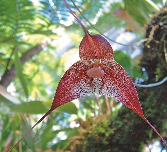  Họa tiết đốm trên cánh hoa cũng giúp thu hút côn trùng.