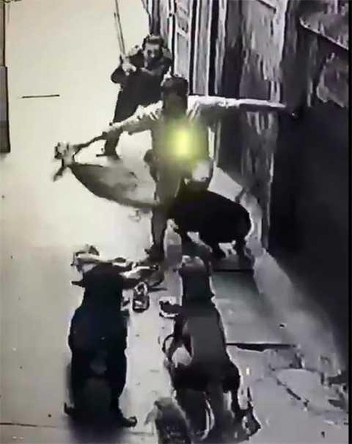 Chỉ đến khi có 2 người khác cầm gậy vào xua đuổi chúng mới chịu buông tha