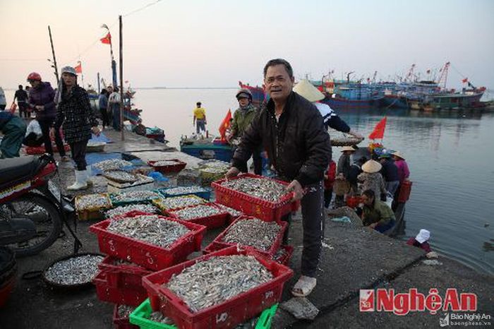 Ngư dân phường Nghi Hải ( Cửa Hội ) TX Cửa Lò đước mùa cá cơm. (Ảnh Xuân Nhường)