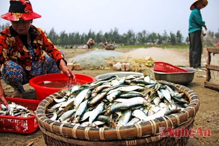 Cá vừa đánh bắt nên tươi ngon với màu sáng lấp lánh. Cá trích là loài có nhiều chất dinh dưỡng, ít tanh, ăn rất lành, thịt trắng, chứa rất nhiều Omega-3, vitamin D rất tốt cho cơ thể.