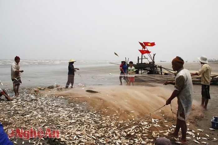 Ngay khi vào bờ, người thân trong gia đình (vợ, con) đã chờ sẵn và khẩn trương rũ cá từ những tay lưới vướng có chiều dài hàng trăm mét và chiều rộng 5-7m. Mùa đánh bắt cá trích diễn ra từ tháng 11-12 (âm lịch) năm trước đến tháng 3 âm lịch năm sau.
