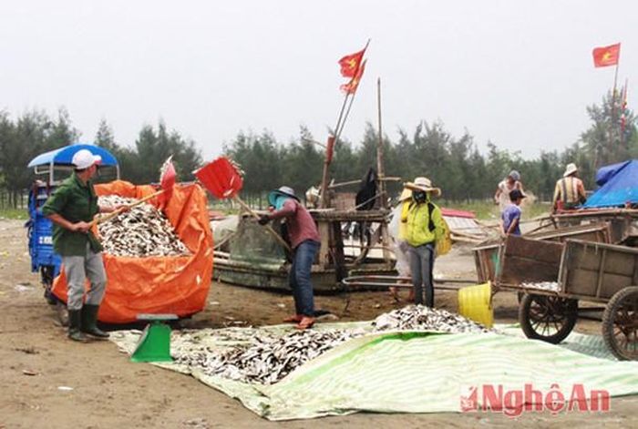 Mùa cá trích - mùa thu mua tích cực của những cơ sở chế biến thức ăn gia súc, của các tiểu thương bán tại các chợ vùng lân cận. Trong ảnh: Thương lái đến từ Diễn Ngọc thu gom cá trích giá rẻ phục vụ nhà máy chế biến thức ăn gia súc, gia cầm...