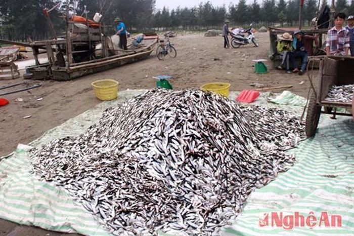 Cá sau khi rửa sạch bằng nước biển, cá trích được "tập kết" chờ thương lái thu mua.