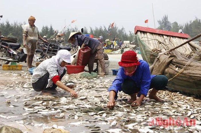 Sau khi rũ khỏi lưới, cá được "tuyển" theo 2 loại: cá trích xuôi (mình dày, ít xương) bán với giá 10.000 - 21.000 đồng/kg; cá trích bầu (mình lép, nhiều xương) bán với giá 8.000 - 10.000 đồng/kg.