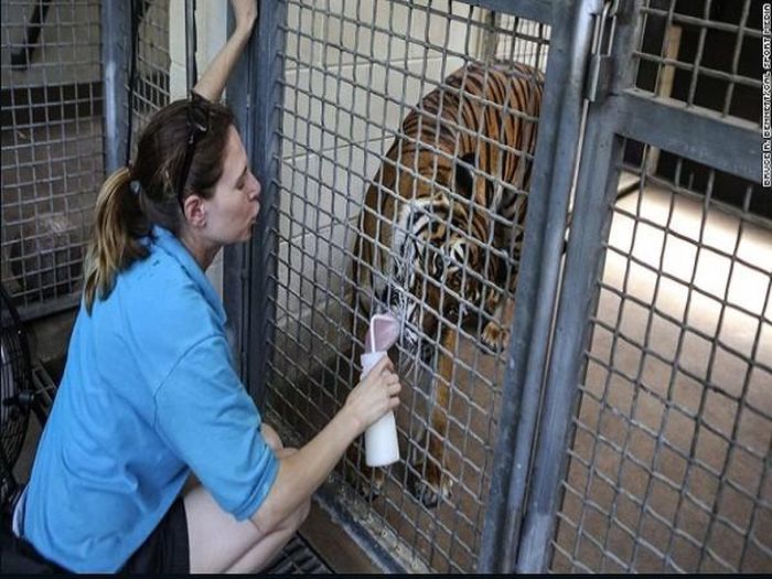 Cô Stacey Konwiser đang chăm sóc hổ tại sở thú Palm Beach, Florida