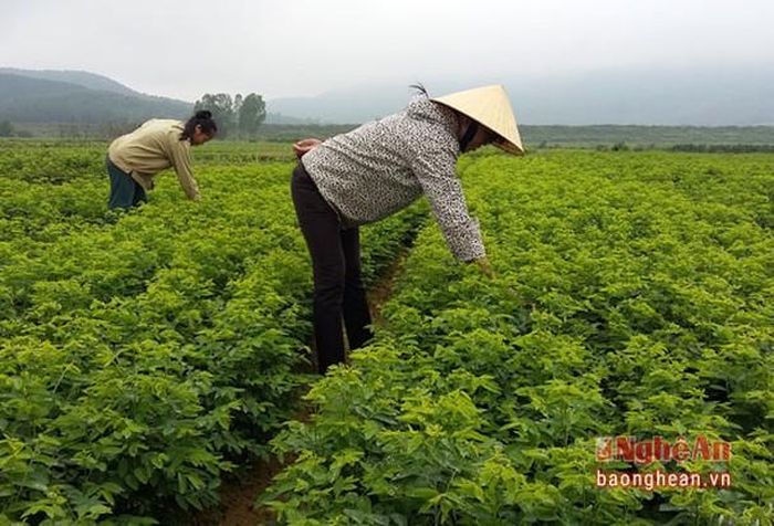Nông dân xã Nam Nghĩa, huyện Nam Đàn chăm sóc cây rau ngót