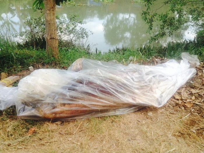Người dân bó xác cá heo chuẩn bị mang chôn cất