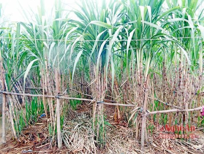 Mía cây trồng để phục vụ chế biến nước mía ở Đô Lương.