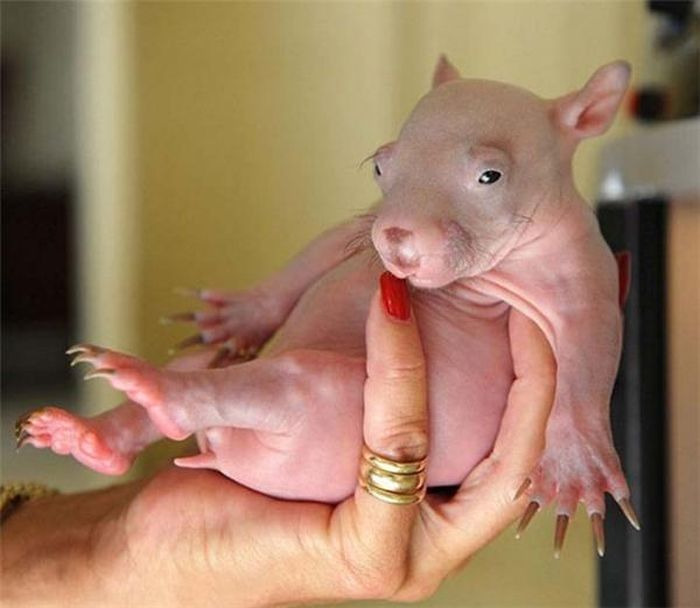 Gấu túi wombat khi còn chưa… “đủ lông đủ cánh”, nhưng mà đã có râu rồi nhé.