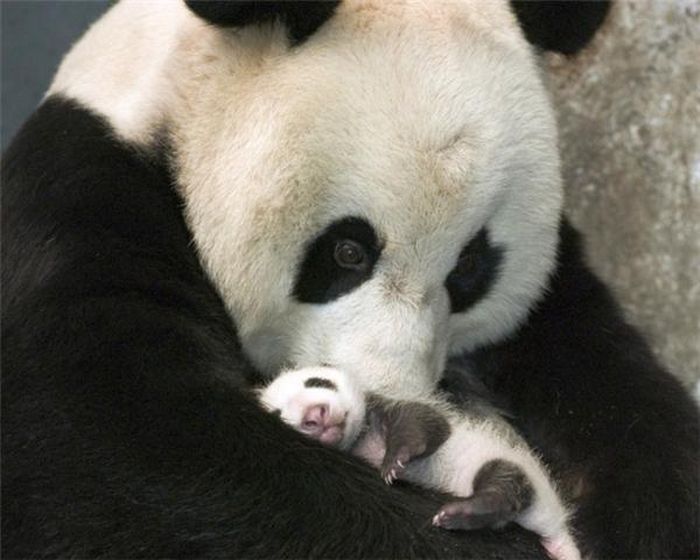 Gấu trúc vốn dĩ đã rất đáng yêu rồi, nhưng khi mới sinh thì còn đáng yêu gấp bội phần.