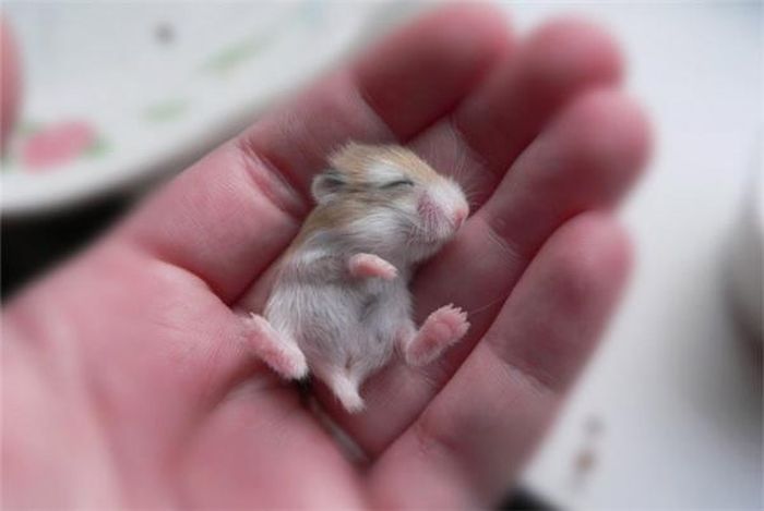 Chú chuột lang “bé bi” này sẽ khiến người khác phải… chống lại cả thế giới để bảo vệ em ấy mất.