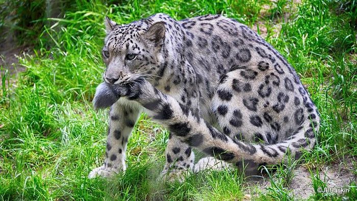 Khi nhàn rỗi, thảnh thơi, báo tuyết có hành vi kỳ lạ đó là cắn đuôi của của mình và nhai nhai, cắn cắn nhẹ nhẹ như đang chơi trò chơi. (Nguồn Bored Panda)