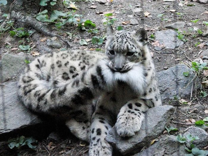 Thậm chí, chiếc đuôi còn là một thứ đồ chơi của báo tuyết. (Nguồn Bored Panda)