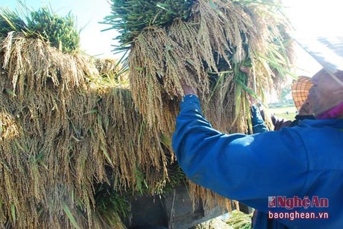 Năng xuất lúa năm nay ở Diễn Châu được mùa đạt 71,5 tấn/ha, cao hơn vụ Xuân năm ngoái 3,6 tấn/ha.