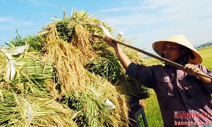 "Chất mùa vàng" lên xe đưa về nhà ...