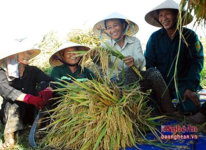 Những "nụ cười thu hoạch" trên đồng ruộng. (Ảnh chụp ở cánh đồng lúa Diễn Thái, Diễn Châu).
