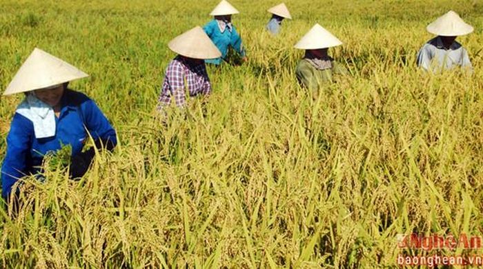 Vụ Xuân năm nay toàn huyện Diễn Châu gieo trên 9.268 ha lúa, chủ yếu giống Thái xuyên 111, VT404, Hương ưu 98, Khải Phong 1...