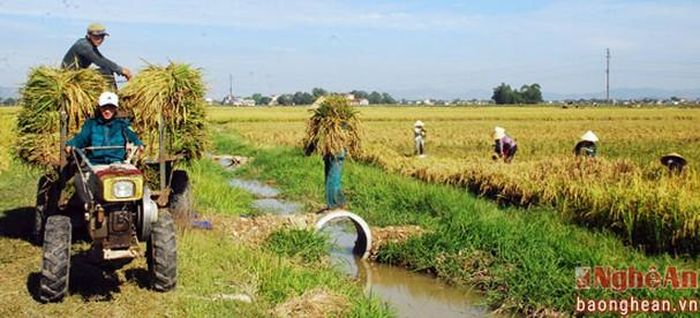 Không khí nhộn nhịp trên khắp cánh đồng ...