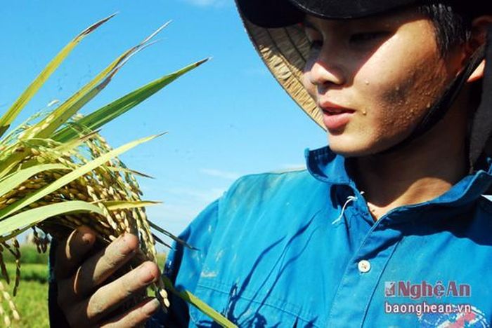 Những bông lúa trĩu vàng là thành quả của bao tháng ngày mong chờ, chăm sóc của bà con nông dân.