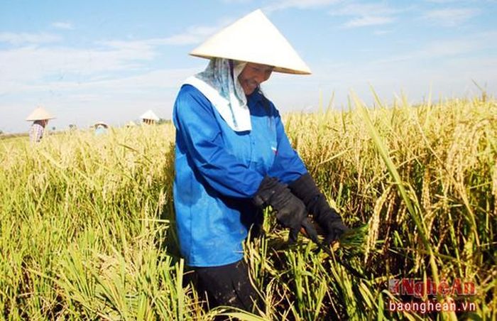 Chị Đinh Thị Luyện, xã Diễn Thái cho biết: Ban đầu chị cũng định thuê máy gặt để giảm sức lao động nhưng ở xóm chị phong trào chị em luân phiên gặt tập trung, hôm nay gặt cho nhà này, ngày mai gặt cho nhà khác, nên không thuê máy gặt nữa.
