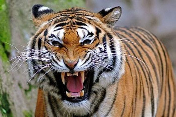 Không ít người lầm tưởng rằng, hổ hoang dã cũng sinh trưởng ở châu Phi. Tuy nhiên, trên thực tế, loài hổ chỉ được phát hiện ở châu Á.