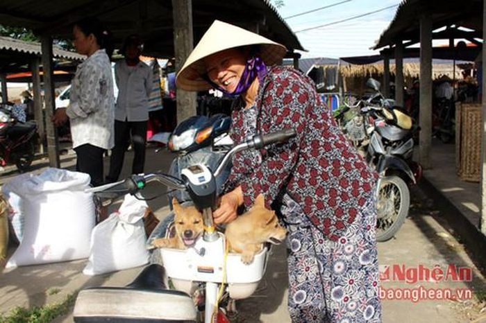 Cặp chó con được chủ nhân đưa đến chợ bằng để tìm chủ mới.