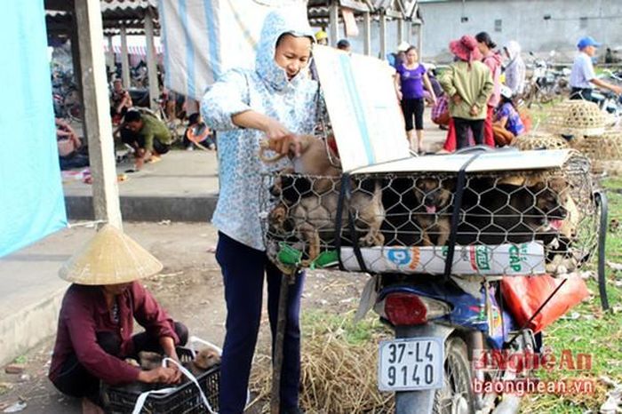 Các lái buôn nhập chó con ở chợ Dùng đưa đi các vùng…