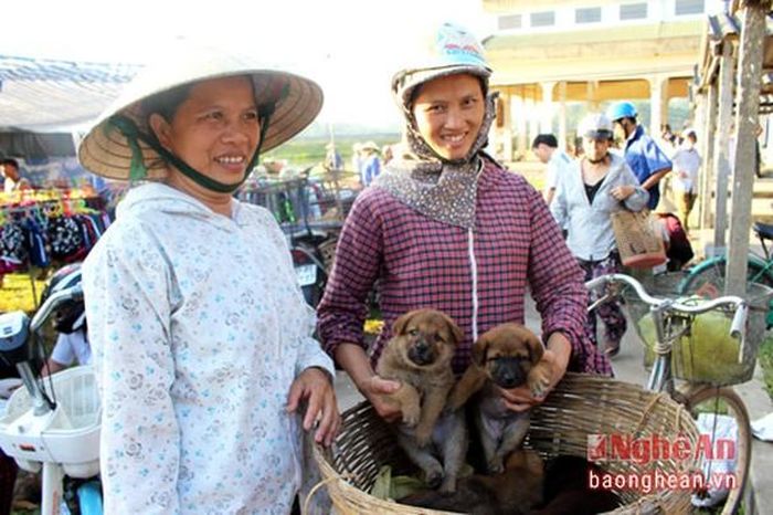 Hầu hết các gia đình trong vùng đem chó con đi chợ bán vì chó nhiều không nuôi nổi, chứ họ không phải là những nhà “kinh doanh” chó con.