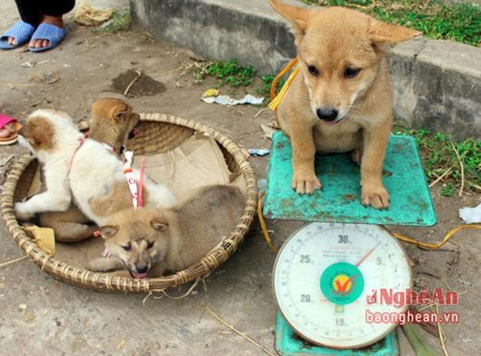 Chó con cũng được một số người mua đưa lên bàn cân xem nặng, nhẹ để lựa chọn.