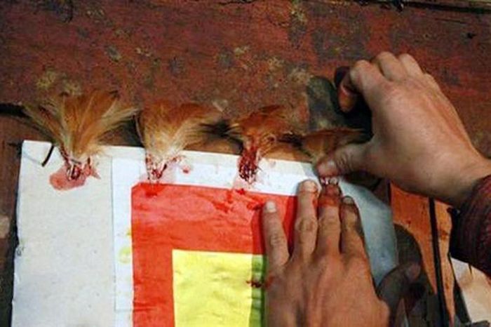 Thậm chí người Mông còn dùng lông gà dán lên bàn thờ để cầu may mắn.