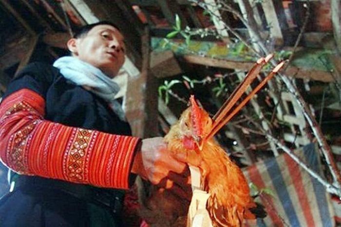 Lễ đón dâu không thể thiếu con gà trống để cúng lên bàn thờ.