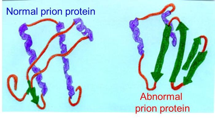 Các bệnh do prion thường là do tích tụ một loại glycoprotein bất thường có tên là protein prion (PrP) trong não. PrP phát sinh tự nhiên, đặc biệt là trong hệ thần kinh. Chức năng của PrP đối với sức khỏe chưa được nghiên cứu đầy đủ nhưng PrP là thủ phạm đứng sau một số bệnh tật, trong đó có bệnh Alzheimer.
