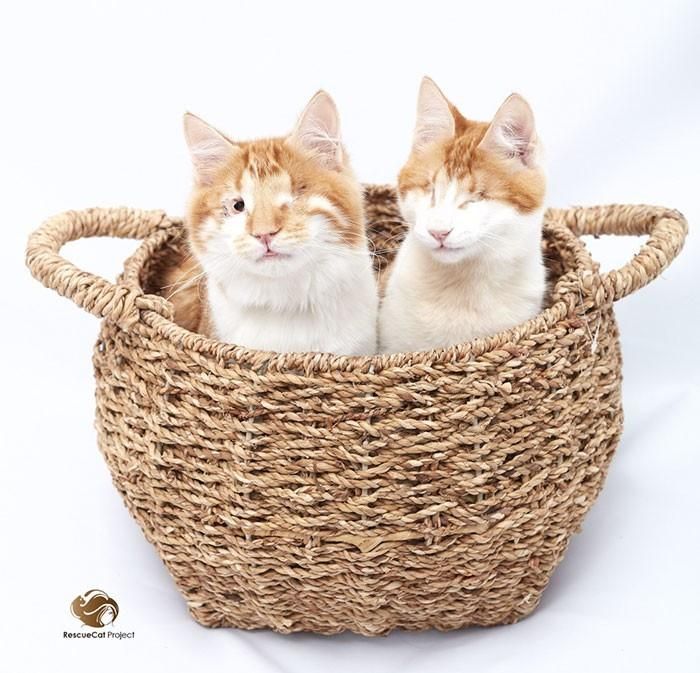 Sau khi được nhận nuôi, hai chú mèo con được đặt tên là Stevie và Isaac. Cả hai đều phải trải qua những cuộc phẫu thuật để tránh nhiễm trùng. Stevie bị mù hoàn toàn nhưng Isaac vẫn có thể nhìn thấy bằng một mắt, mặc dù mí mắt của Isaac sụp xuống cản trở tầm nhìn rất nhiều. Trong tương lai gần, Isaac vẫn còn nhiều cuộc phẫu thuật phải trải qua. (Nguồn Bored Panda)