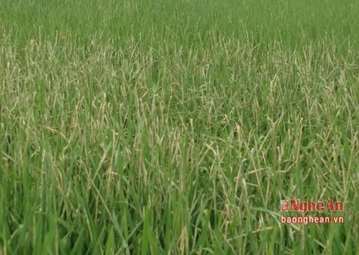 Diện tích lúa bị nhiễm bệnh