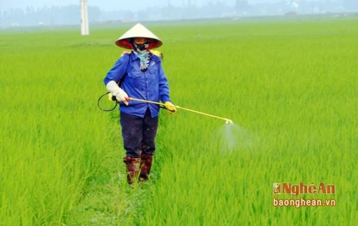 Các địa phương cần khoanh vùng diện tích lúa bị nhiễm sâu cuốn lá, những diện tích có mật độ trên 50 con/m2 mới tổ chức phun thuốc phòng trừ.