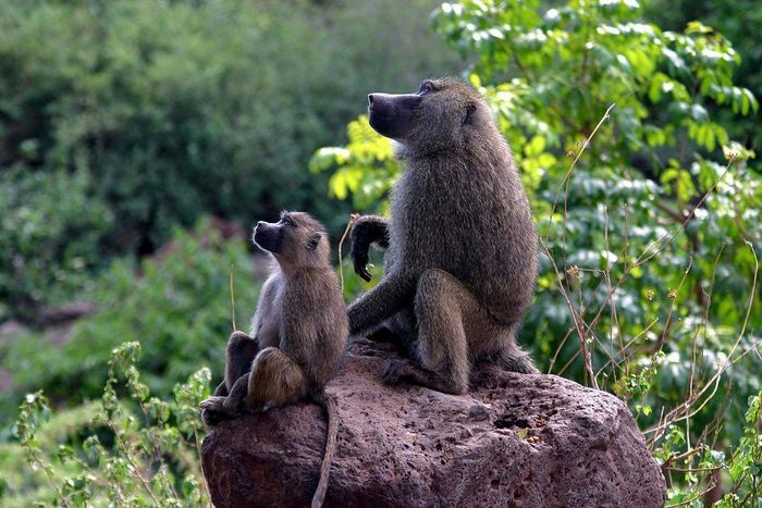 Khỉ đầu chó: Khỉ đầu chó được xem là cao thủ leo trèo. Đây là loài linh trưởng thông minh và có cấu trúc cơ thể tương tự như loài người. Các ngón ở chi trước linh hoạt trong khi các ngón ở chi sau mở rộng cho phép khỉ đầu chó bám chặt trên các bề mặt đá. Thêm nữa, chiếc đuôi dài cũng góp phần khiến khỉ đầu chó giữ thăng bằng tốt hơn khi leo trèo.