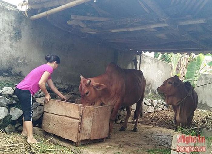 Nhờ trồng cỏ mà có thể chủ động được nguồn thức ăn chăn nuôi, thức ăn giàu dinh dưỡng nên đàn bò phát triển tốt.