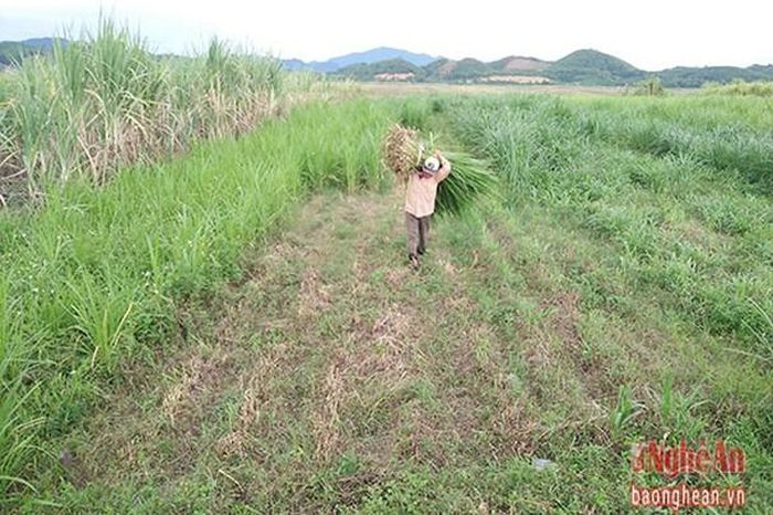 Huyện Anh Sơn định hướng mở rộng diện tích trồng, phát triển đàn trâu, bò trên địa bàn.