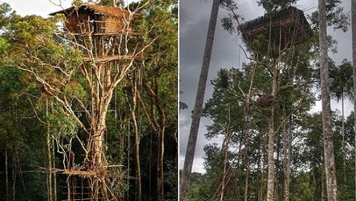  Mỗi căn nhà trên cây chứa được tối đa 8 người và chỉ tồn tại được 1 năm
