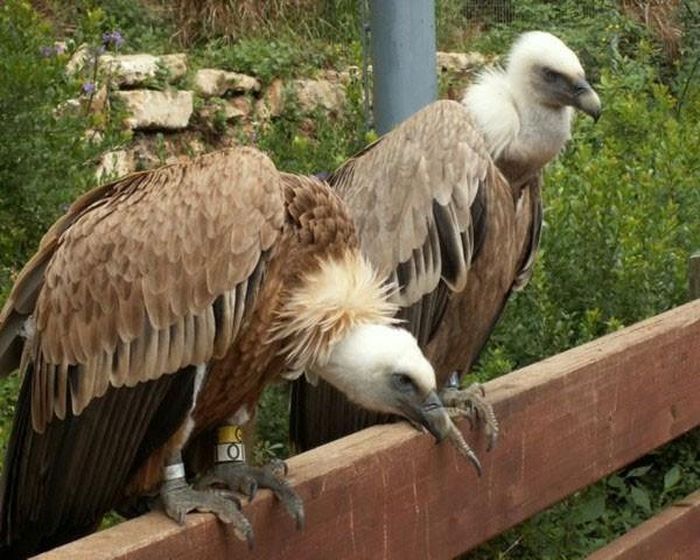 Kền kền giống Griffon. Kền kền giống Griffon cũng là một trong những loài động vật có quan hệ đồng tính. Điển hình là hai chú kền kền Dashik và Yehuda đã được ghi nhận phát sinh quan hệ tình dục tại vườn thú Jerusalem Biblical vào năm 1998. Chúng rất thoải mái trong việc quan hệ tình dục, chúng làm tình với nhau rất nhiều lần trong một ngày và ở mọi nơi chúng thích.