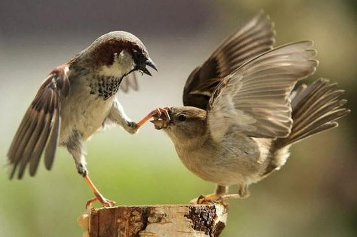  Chim sẻ có thể bay rất nhanh để chạy trốn khỏi kẻ săn mồi. Kẻ thù chính của chim sẻ là chó, mèo, cáo và rắn. Nó thường xây tổ dưới mái nhà, gầm cầu hoặc hốc cây. Chim đực sẽ chịu trách nhiệm xây tổ và trong quá trình này, nó sẽ cố gắng quyến rũ những con cái. Chim cái sẽ giúp chim đực cùng xây tổ nếu chim cái “quan tâm” tới việc giao phối với con đực.
