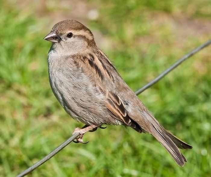 Chim sẻ được cho là loài chim không chung thủy. Một phân tích về gen gần đây chỉ ra rằng chỉ một số ít trứng chứa DNA của cả chim bố và chim mẹ.