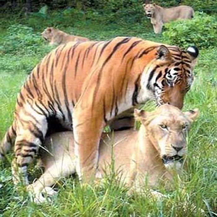 Tuy nhiên luôn có ngoại lệ xảy ra, vẫn có những con lai giữa hổ và sư tử sống rất khỏe mạnh, không bị đột biến gen.
