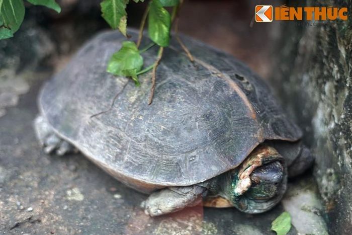 Trong tự nhiên, số lượng rùa răng đã giảm sút mạnh trong những năm gần đây do nạn săn bắt, buôn bán và ô nhiễm môi trường.