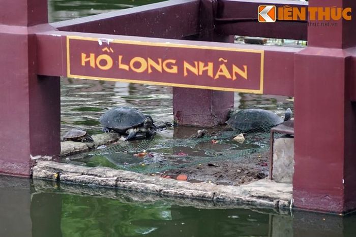 Rùa răng trong ao chùa Nam Thiên Nhất Trụ ở Thủ Đức, TP HCM.