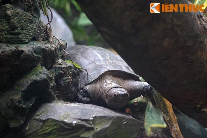 Hiện nay, một số trang trại ở miền Nam Việt Nam đã nhân nuôi thành công loài rùa "có răng" độc đáo này.