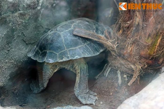 Chân rùa dẹp, ngón chân có màng da, một đặc điểm chung của các loài rùa đầm.